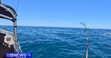 'Amazing experience' as great white shark snagged off Barwon Heads