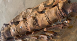 Ancient whale fossil