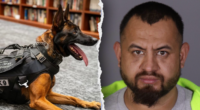 Illegal immigrant gang member killed police K9 'Spike' before officers returned fire in California: source