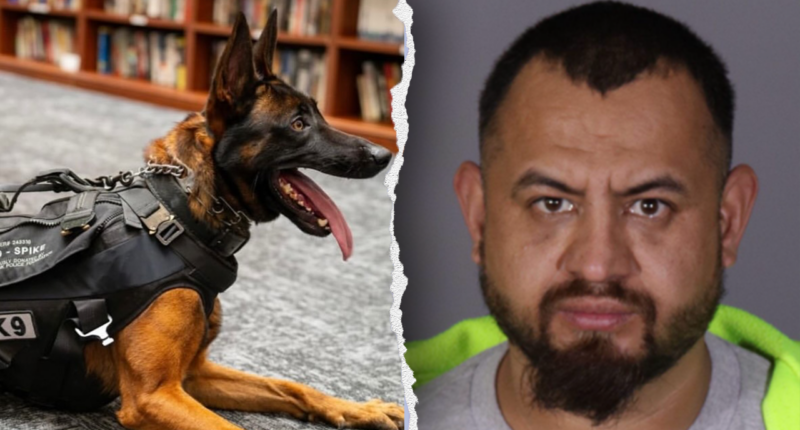 Illegal immigrant gang member killed police K9 'Spike' before officers returned fire in California: source