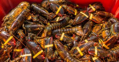 $400,000 worth of lobster stolen on way to Costco stores