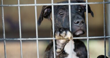 80+ dogs rescued from 'heartbreaking' conditions amid Union, Clay County dogfighting investigation