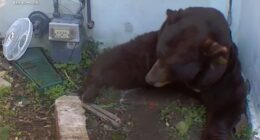 Altadena, California man finds bear living in crawl space underneath home