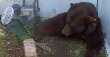 Altadena, California man finds bear living in crawl space underneath home