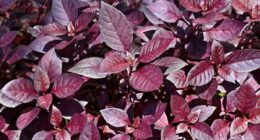 Arthritis breakthrough as experts find herbal remedy has powerful pain relieving properties