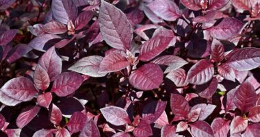 Arthritis breakthrough as experts find herbal remedy has powerful pain relieving properties