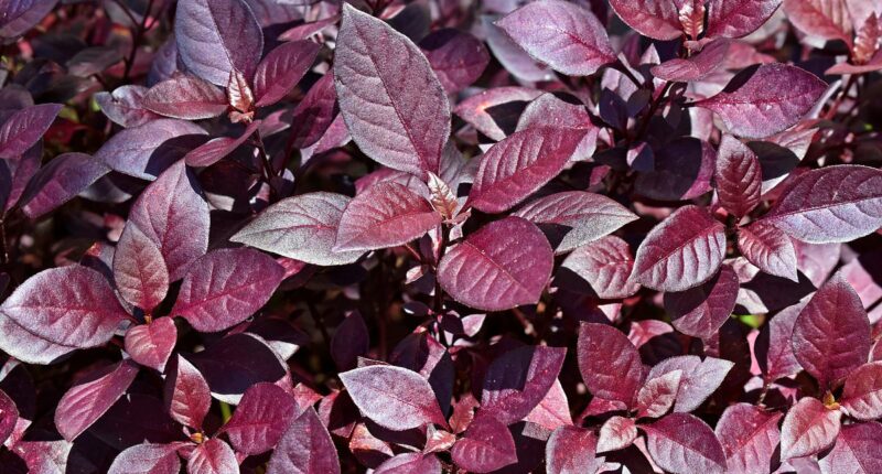 Arthritis breakthrough as experts find herbal remedy has powerful pain relieving properties