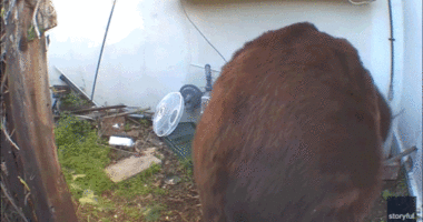 GIF of bear crawling in and out of crawl space.