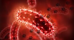 Bow Wow Lounge rabies: Chicago dog daycare says dog with virus visited facility; 1st case in decades, IDPH says