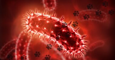 Bow Wow Lounge rabies: Chicago dog daycare says dog with virus visited facility; 1st case in decades, IDPH says