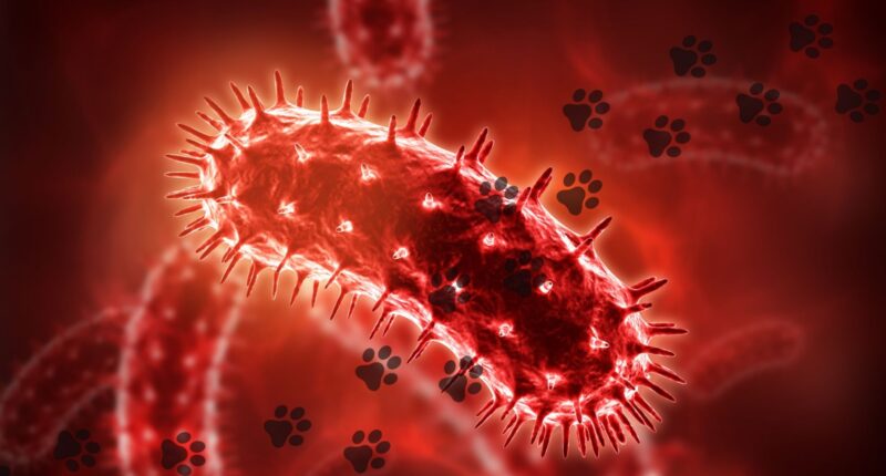 Bow Wow Lounge rabies: Chicago dog daycare says dog with virus visited facility; 1st case in decades, IDPH says