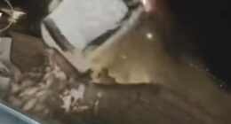 Car crashes through the air sending its driver into swimming pool