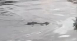 Crocodile kills boy as villagers find beast with child in its mouth