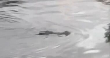 Crocodile kills boy as villagers find beast with child in its mouth