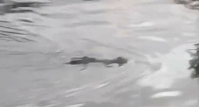 Crocodile kills boy as villagers find beast with child in its mouth