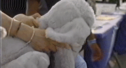 gif of holiday ad promoting CBP Home App