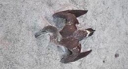 Dead birds on Florida beaches have experts worried about avian flu