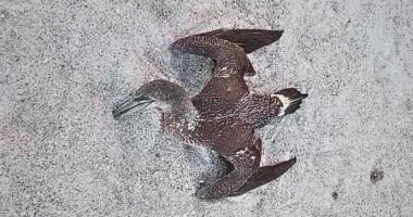 Dead birds on Florida beaches have experts worried about avian flu