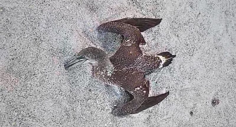 Dead birds on Florida beaches have experts worried about avian flu