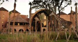 Disney World property employee accused of stealing hundreds of dollars using guest’s checks