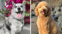 Dog deaths, reports of abuse prompt San Francisco, CA police investigation of pet sitter from popular Rover app
