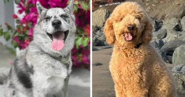 Dog deaths, reports of abuse prompt San Francisco, CA police investigation of pet sitter from popular Rover app