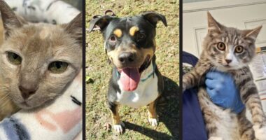 Empty the Shelters: Local pet shelters drop adoption prices for 15-day holiday event