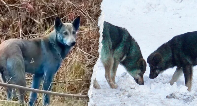 Expert reveals 'likely' reason behind Chernobyl’s mysterious blue dogs after viral photos