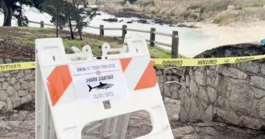 Fears woman is mauled by shark off California coast