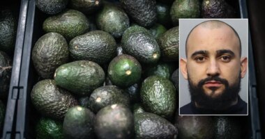 Florida man allegedly steals 400 pounds of avocados to buy Christmas presents for children