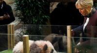 French first lady Brigitte Macron visits an old friend in China: A giant panda called Yuan Meng