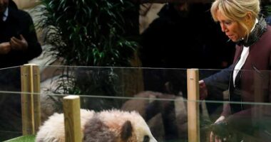French first lady Brigitte Macron visits an old friend in China: A giant panda called Yuan Meng