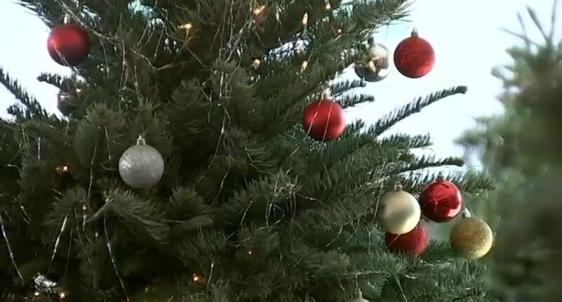 Hidden allergens on your Christmas tree? How to keep the holidays sneeze-free