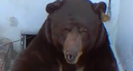 Homeowner in living hell after officials banned him from removing BEAR