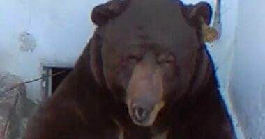 Homeowner in living hell after officials banned him from removing BEAR