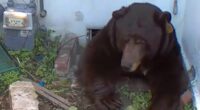 Homeowner stunned to discover 'contortionist' bear underneath his home
