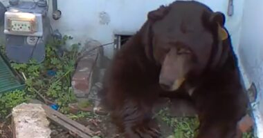 Homeowner stunned to discover 'contortionist' bear underneath his home