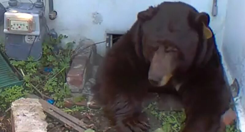 Homeowner stunned to discover 'contortionist' bear underneath his home