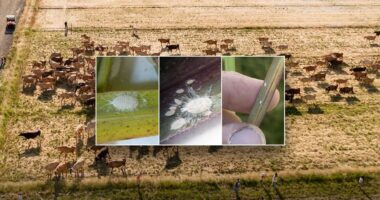 Invasive pest never before seen in North America threatens Texas food supply, officials warn