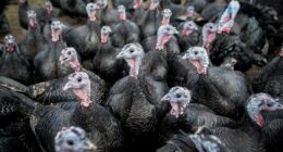 Is your turkey Polish?