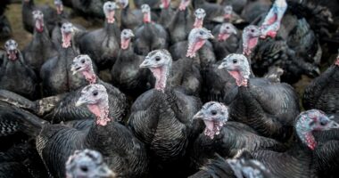 Is your turkey Polish?