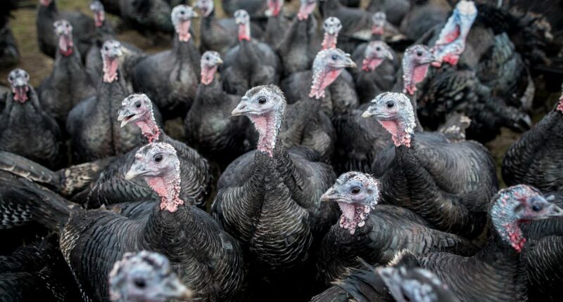 Is your turkey Polish?