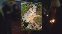 Jax ACPS hosts vigil for Miracle after Great Dane was found starving on the side of the road