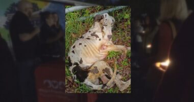 Jax ACPS hosts vigil for Miracle after Great Dane was found starving on the side of the road