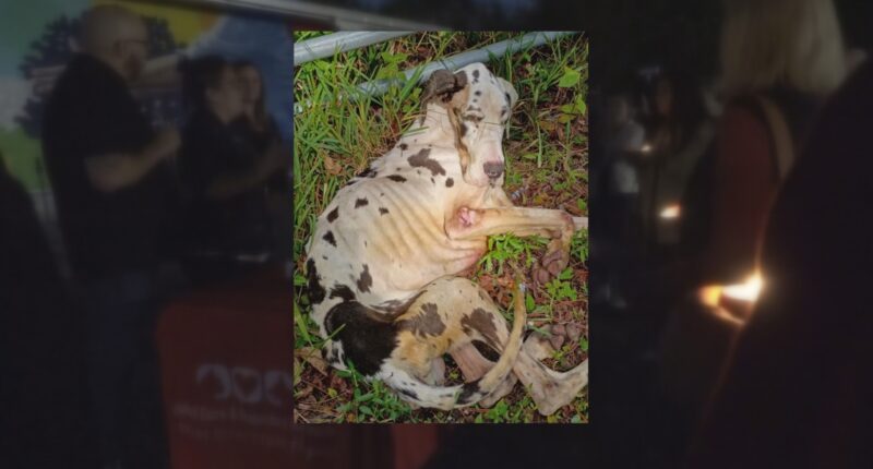 Jax ACPS hosts vigil for Miracle after Great Dane was found starving on the side of the road