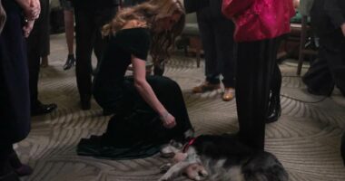 Kate Middleton can't resist the charms of sweet dog at Royal Variety Performance - as 'gentle-natured' Princess seen patting furry guest in heartwarming clip