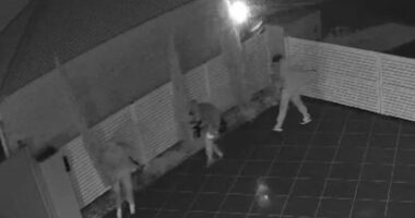 Man shot in foot by group of thugs in Brisbane home