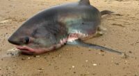 Massive 14-foot shark dies after being stranded on Massachusetts beach during migration