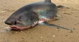 Massive 14-foot shark dies after being stranded on Massachusetts beach during migration