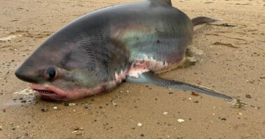 Massive 14-foot shark dies after being stranded on Massachusetts beach during migration